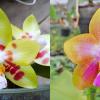 Phalaenopsis Chienlung Sweet Heart 'Green' x Phalaenopsis Mituo GH King Star #31