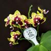 Phalaenopsis Chienlung Sweet Parrot