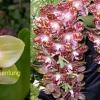 Phalaenopsis Chienlung Sweetheart x gigantea