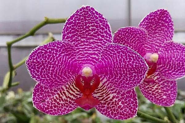 Phalaenopsis (Ching Her Buddha x Mituo Sun) x Chingrue’y Beauty