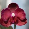 Phalaenopsis Chingruey's Fancy 'Red Wine'
