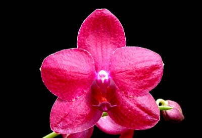 Phalaenopsis Chingruey's Precious Blood 'Red Diamond'