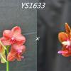 Phalaenopsis Chingruey's Tiger 'Ba-Shi' x Joy Auckland Beauty