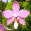Phalaenopsis Corning-Ambo x schilleriana 'Joy'