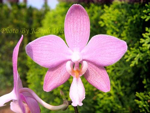 Phalaenopsis Corning-Ambo x schilleriana 'Joy'