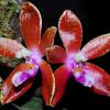 Phalaenopsis corningiana Dark Red