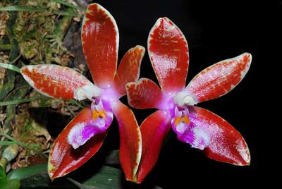 Phalaenopsis corningiana Dark Red