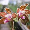 Phalaenopsis corningiana x corningiana 'Coffee'