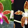 Phalaenopsis corningiana x sumatrana