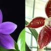 Phalaenopsis Corning's Violet indigo type
