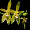 Phalaenopsis cornu-cervi flava