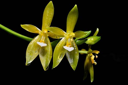 Phalaenopsis cornu-cervi flava
