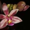 Phalaenopsis cornu-cervi x equestris