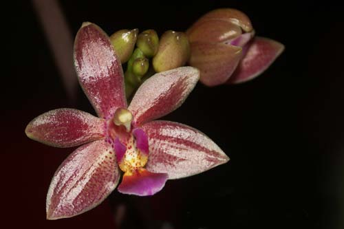 Phalaenopsis cornu-cervi x equestris
