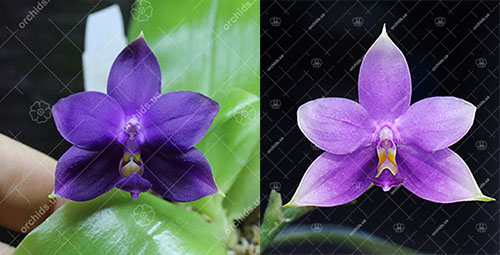 Phalaenopsis (cornu cervi x violacea indigo) x violacea indigo