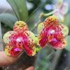 Phalaenopsis CTL Beauty x Yungho Princess Gelb