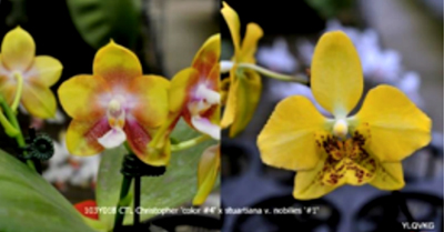 Phalaenopsis CTL Christopher 'color' x stuartiana nobilies '#1'