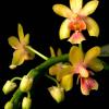 Phalaenopsis deliciosa var. hookeriana 'Yellow'