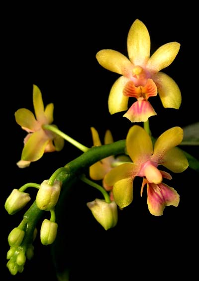 Phalaenopsis deliciosa var. hookeriana 'Yellow'