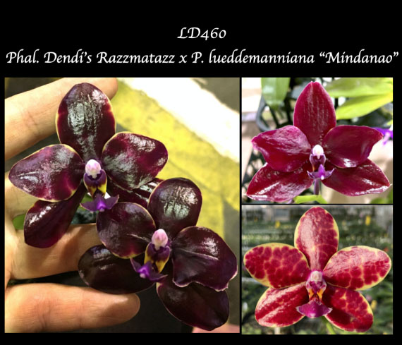 Phalaenopsis Dendi's Razzmatazz x lueddemanniana 'Mindanao'