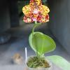 Phalaenopsis Diamond Beauty '1202' x Ld's Bear King 'YK7' (select #48)
