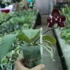Phalaenopsis Diamond Beauty '1202' x Ld's Bear King 'YK7' select #50