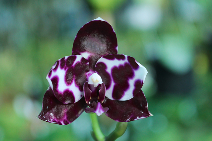 Phalaenopsis (Diamond Beauty '1202' x Ld's Bear King 'YK7') select #58