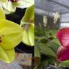 Phalaenopsis Diamond Beauty '1202' x Miro Supper Star 'MO198'