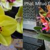 Phalaenopsis Diamond Beauty '1202' x Mituo Gelb Eagle 'Rainbow'