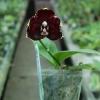 Phalaenopsis Diamond Beauty '1202' x Mituo Reflex Dragon 'B-1' (select #6)