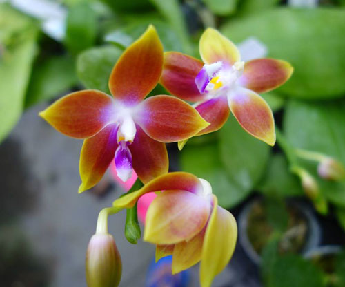 Phalaenopsis Dorothy Dot 'Guan Gong' x Princess Kaiulani 'Lei Von'