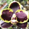 Phalaenopsis Dou-dii Perfume