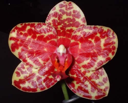 Phalaenopsis Dou-dii Rose