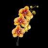 Phalaenopsis Elegant Charms