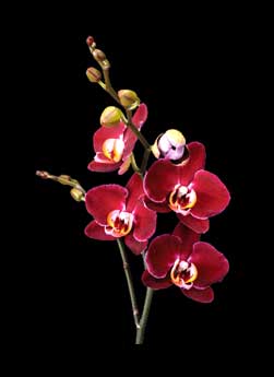 Phalaenopsis Elegant Debora