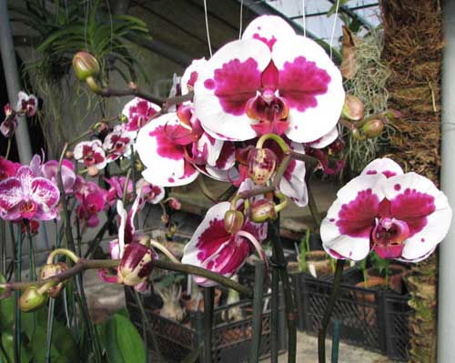 Phalaenopsis Elegant Selection