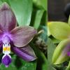Phalaenopsis ('Emerald Bear' x LD Purple 3S) x Mituo GH King Star