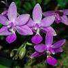 Phalaenopsis Equalacea (Phalaenopsis equestris x violacea)