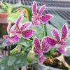 Phalaenopsis equestris alba x minus