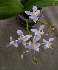 Phalaenopsis equestris coerulea
