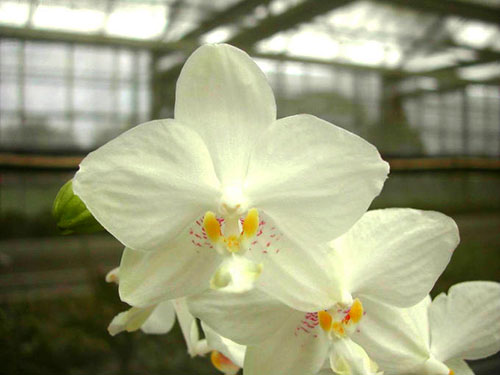 Phalaenopsis floresensis  x philippinense
