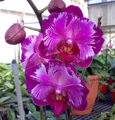 Phalaenopsis Formosa Rose