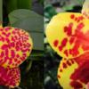 Phalaenopsis (Fortune Buddha x Haur Jin Diamond) x (Ching Her Buddha x Tai-Yi Yellow Bird)