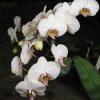 Phalaenopsis hybrid полосатый