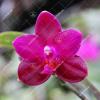 Phalaenopsis (Gelblieber x Coral Isles) x violacea