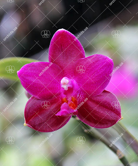 Phalaenopsis (Gelblieber x Coral Isles) x violacea