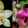 Phalaenopsis (Gelblieber x I-Hsin Spot Eagle)