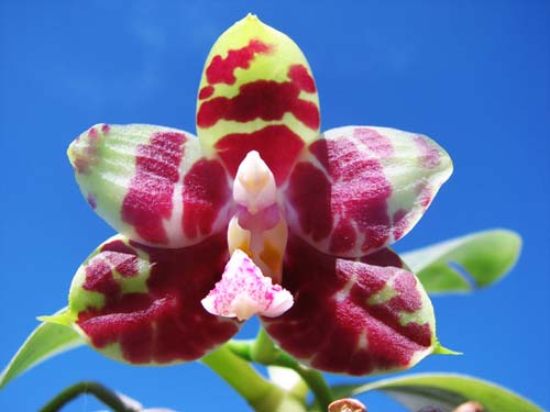 Phalaenopsis (Gelblieber x mariae)