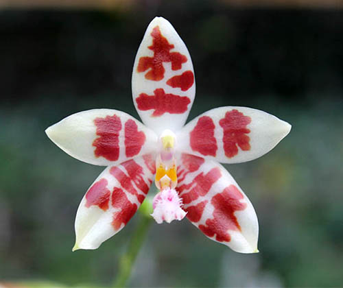 Phalaenopsis Germain Vincent x Yaphon Sir
