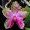 Phalaenopsis Gigabell (gigantea x bellina)